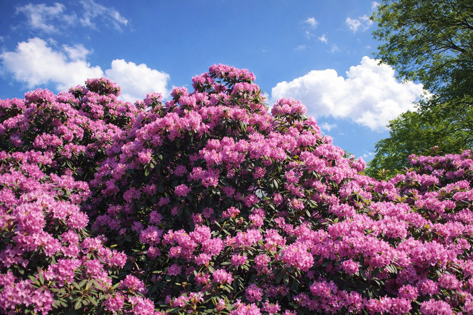 Rhododendrons at Woodlawn Cemetery